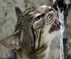 Γάτα ποτά νερό